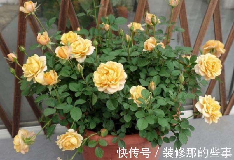 自制肥|喜欢养花,夏季就抽点空自制肥,闷2、3个月就能用了