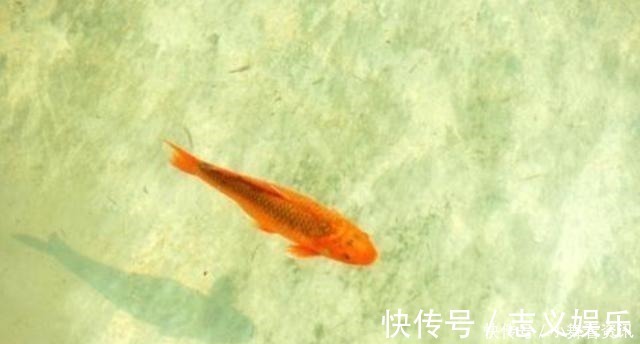 为什么刚挖的水塘什么都没有,过几天就会有鱼可算是知道了