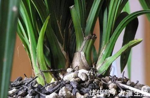 长寿|花盆太深真要命,长寿君子兰养1盆死1盆,赶紧换!