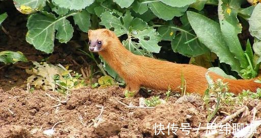 老人|为什么大家从不吃黄鼠狼?难道是迷信?东北老人说出真正的原因