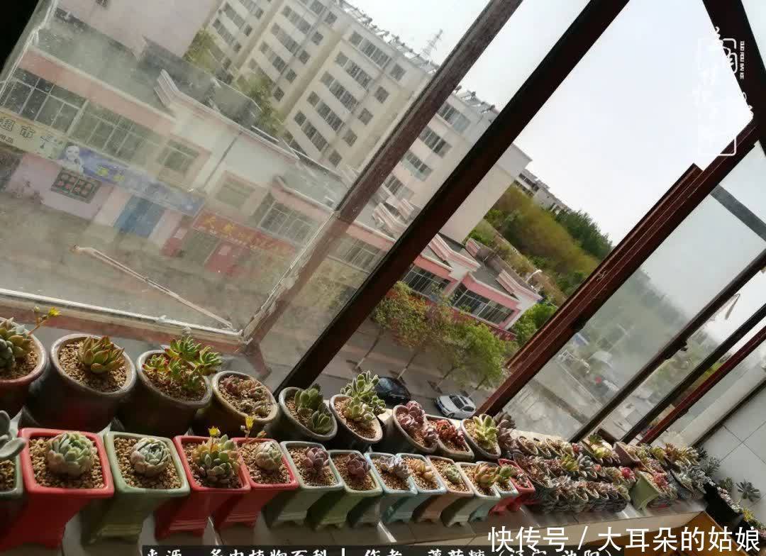 沉淀|用多肉记录时间的沉淀!