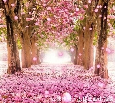 寂寞|养花的人,心情平和,耐住寂寞,自信把握,事业有果,幸福颇多