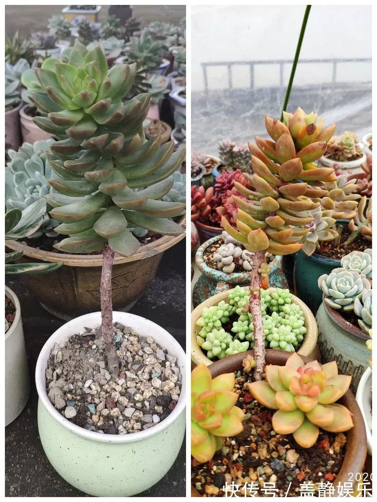 多肉是戒不掉的瘾!多肉小白入坑一年小记!