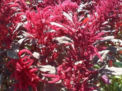 天仙米|立秋后,老人常吃此野菜,能降糖、降脂、降压,效果显著