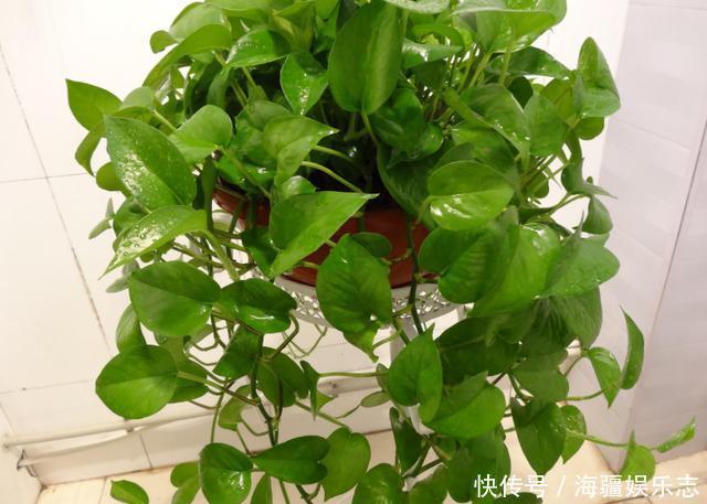 植株|这10种花夏天“晒不得”,一见强光就黄叶,赶紧搬回家