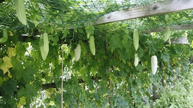 肝硬化|1种叶子全身是宝，开水里泡一泡，肝炎、肝硬化、脂肪肝通通打倒