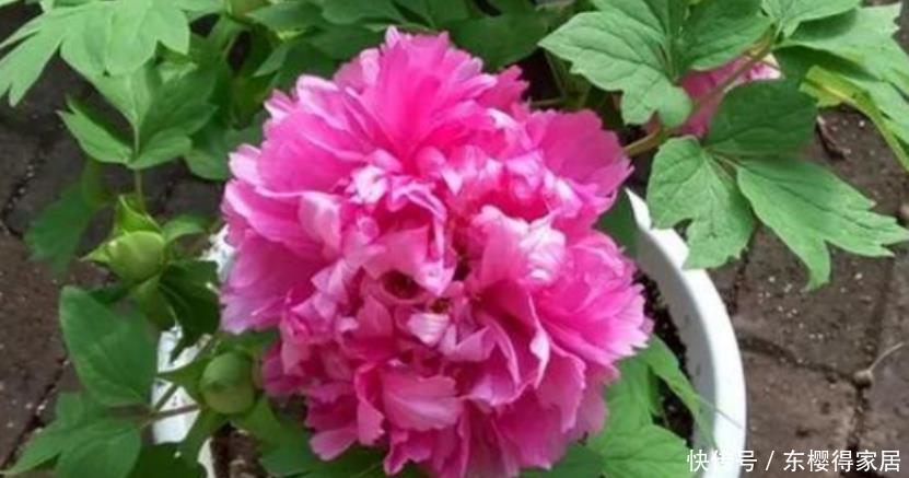 阳台养花，到了春天选什么盆栽好？牡丹、金银花、长寿花