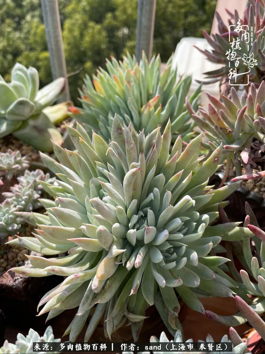 带着200多盆多肉，三个月搬两次家，是一种怎样的体验