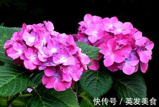 长势|让人怜惜的4种花,长势超快,全年开花,一年成花墙