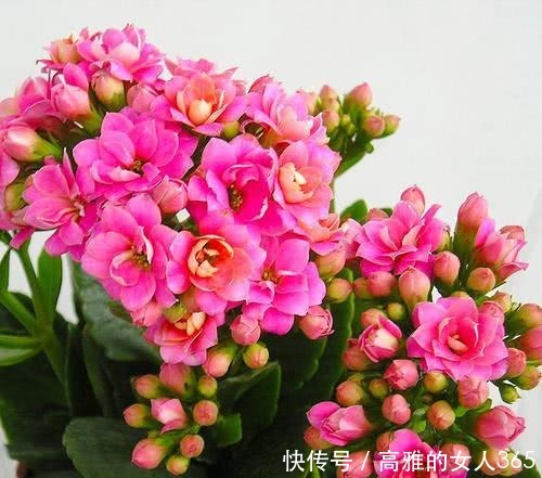 长寿花如何扦插，扦插长寿花需要注意什么