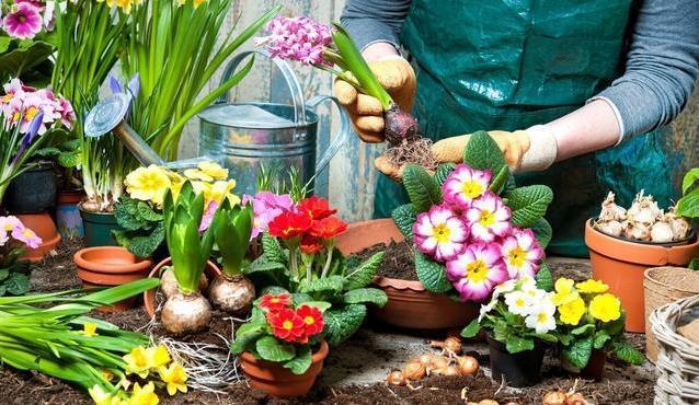 养花难?记住这四个小技巧,啥花都能长得旺
