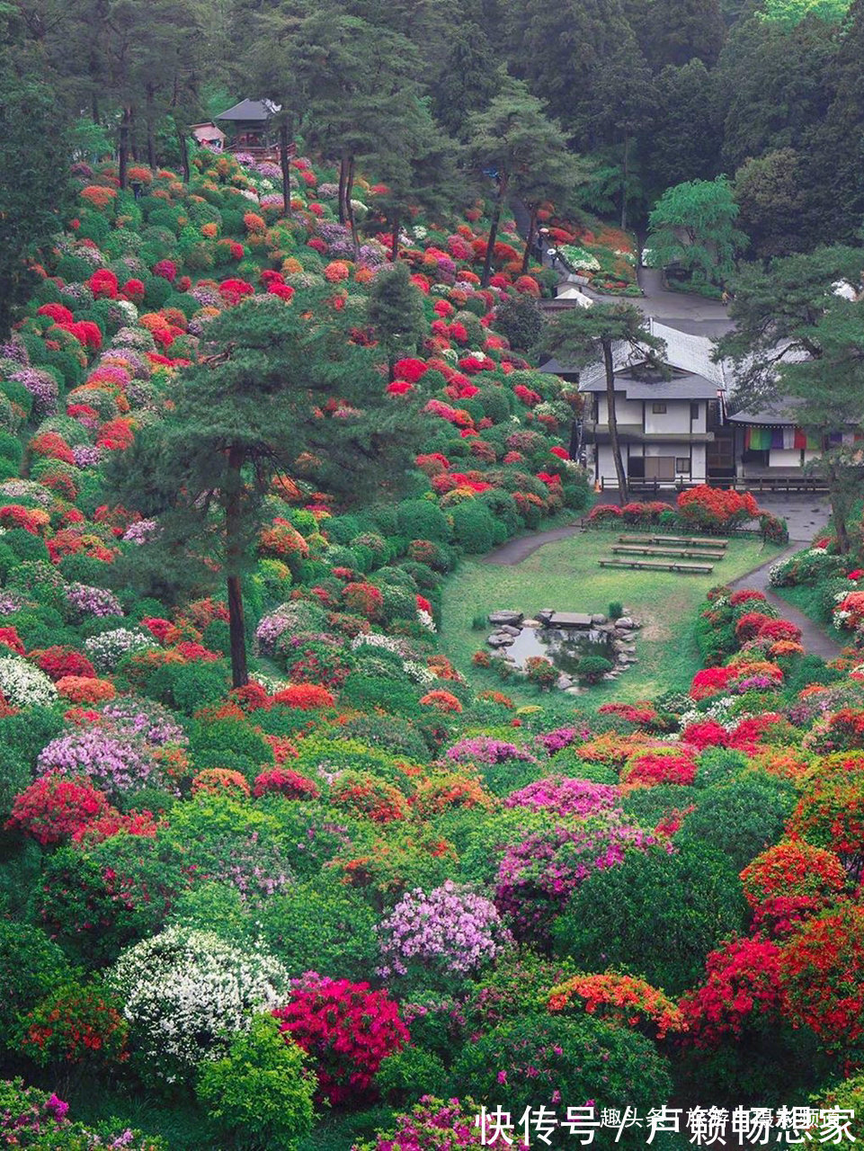 青梅市|日本的奇葩寺庙！寺庙里不烧香却种满了中国名花四季久开不败！