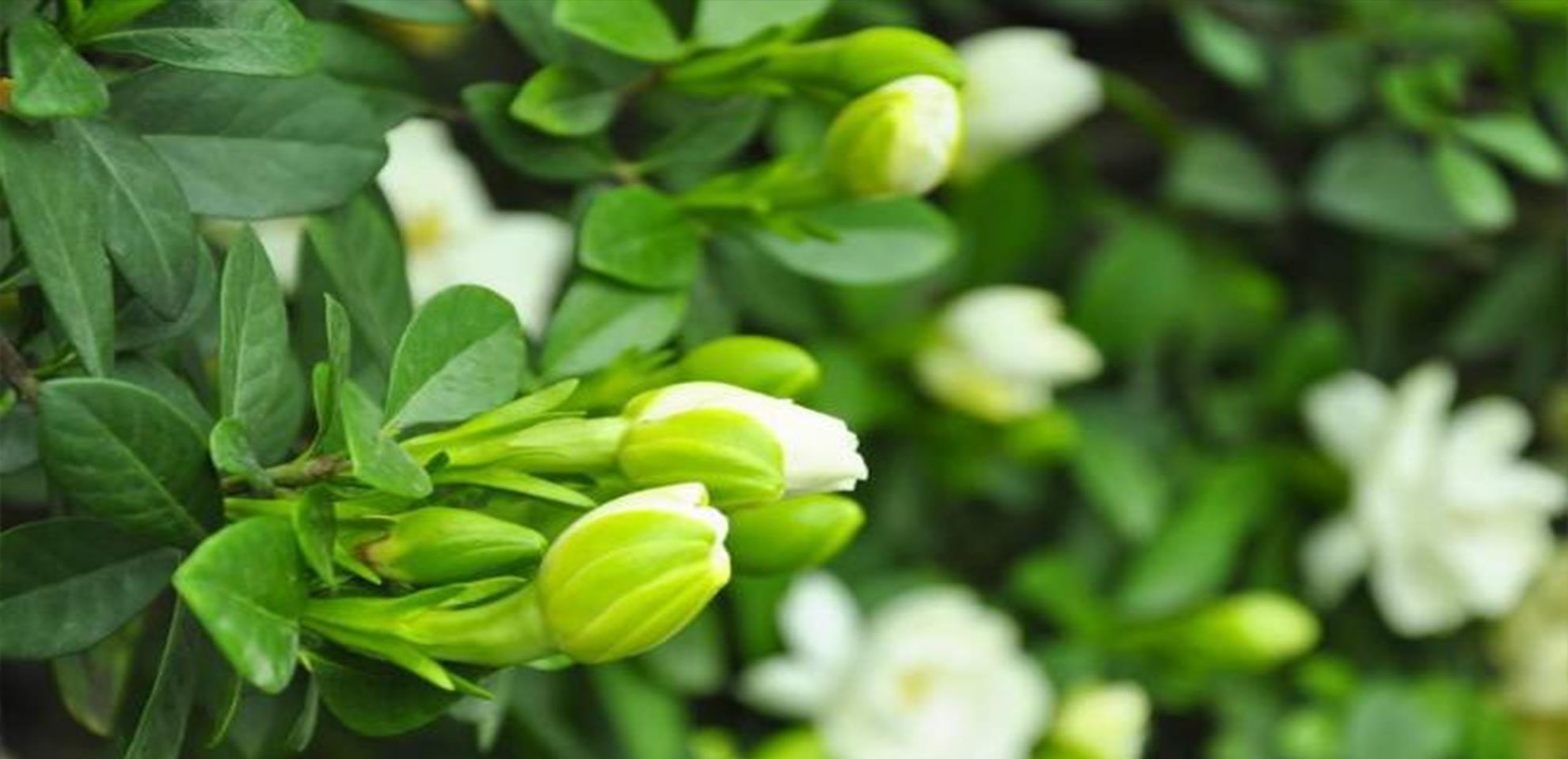 花期|栀子花的花苞打不开,还发黄脱落,是什么原因?教你3招轻松解决