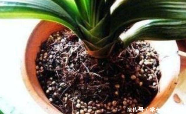 用剩茶叶水浇花,不是直接倒入花盆,这样用才更有效果!