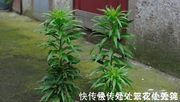 杀菌消炎|农村一野草,农民见1个拔1个,可杀菌消炎,已有人开始大量种植