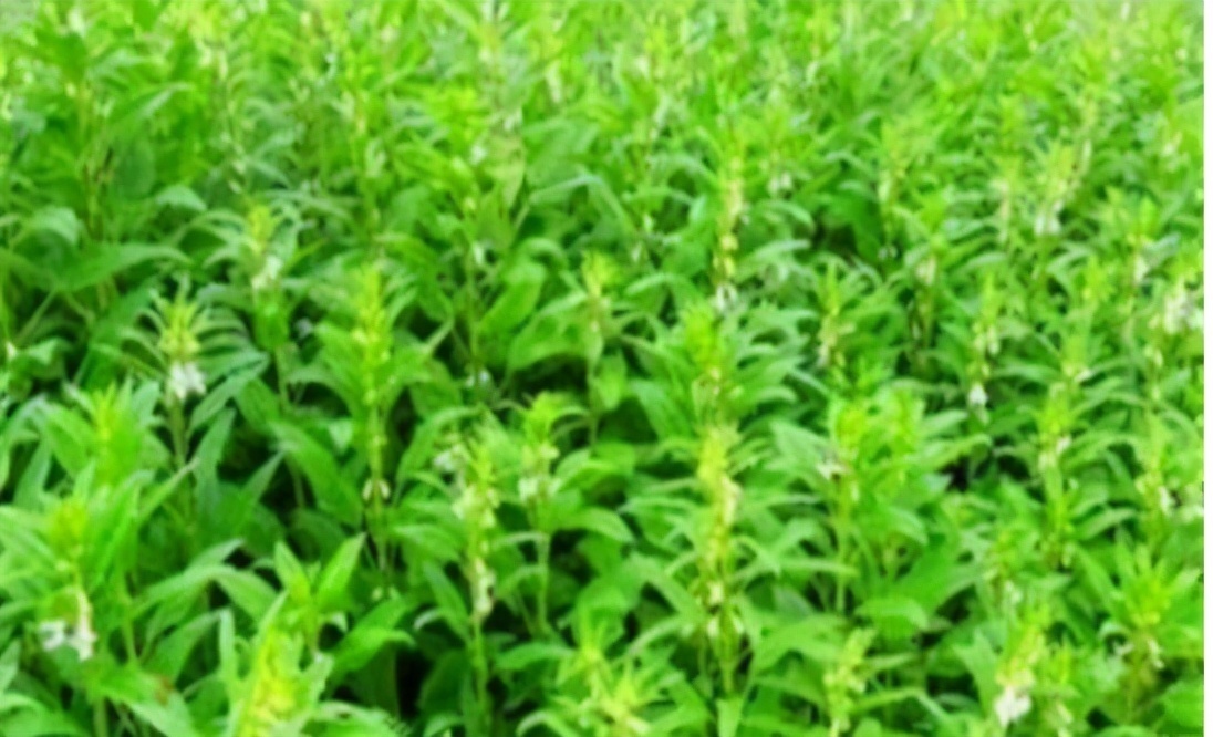 增强体质|聪明人爱吃3种食物,美容养生、延缓衰老,身体棒棒哒!