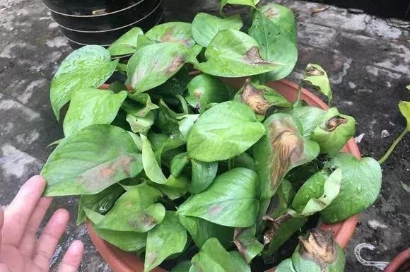 光照|家里花草容易“干尖”4个原因要知道,用3个方法能预防