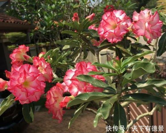 玫瑰|沙漠玫瑰温度低如何越冬?只需做好3点,春季直接开爆盆!