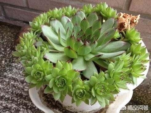 多肉花土怎么配置？