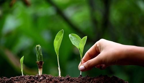 养花不死,全靠盆土,用这个土养花,能活几十年