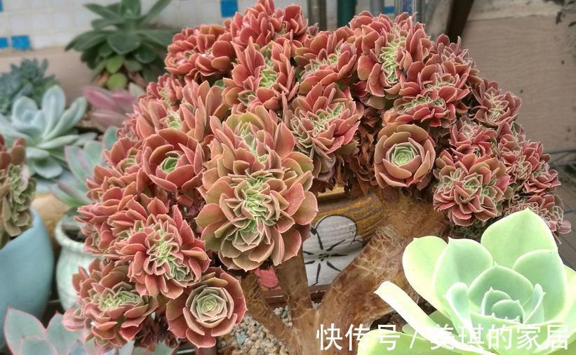 多肉服盆期,主人该注意哪些问题?劳心照顾好这3点养出好状态