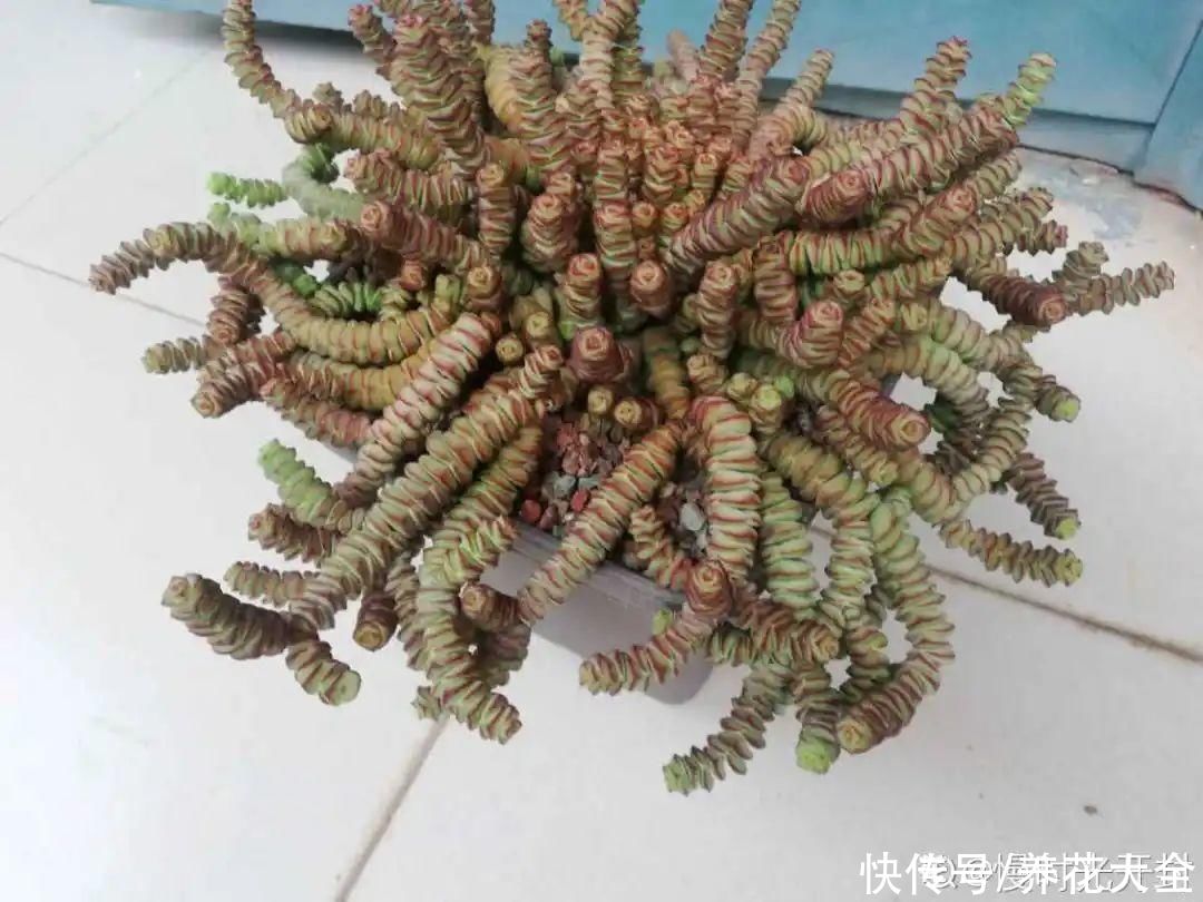 生根|6种花夏天扦插，枝条剁8段、撒土里，3岁小孩都能插活