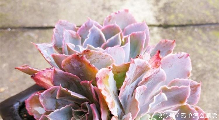 多肉“长不高”,盆里加点“白粉末”,1个月后,不长也得长!