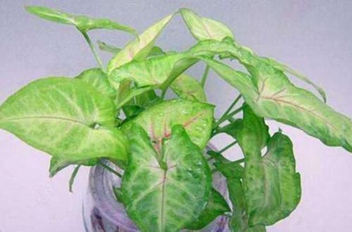 疏松|“万能水”浇花,盆土疏松不板结,10年不用换盆也能疯长