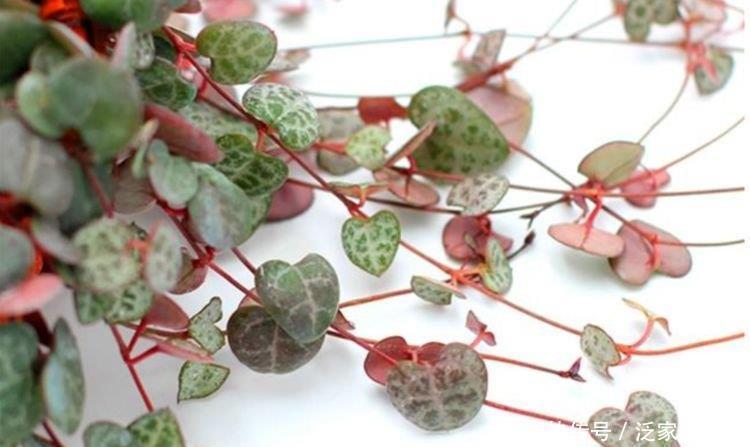 龙吐珠龙吐珠|5种花赶快养起来,一年四季成“花海”,大家都抢着买