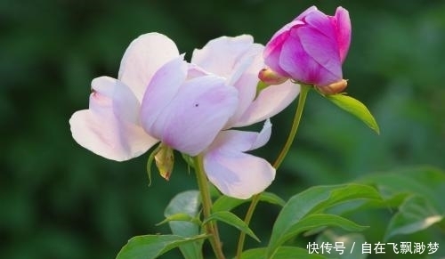 景点|芍药花开的季节,有哪些景点可以看到?芍药的寓意!