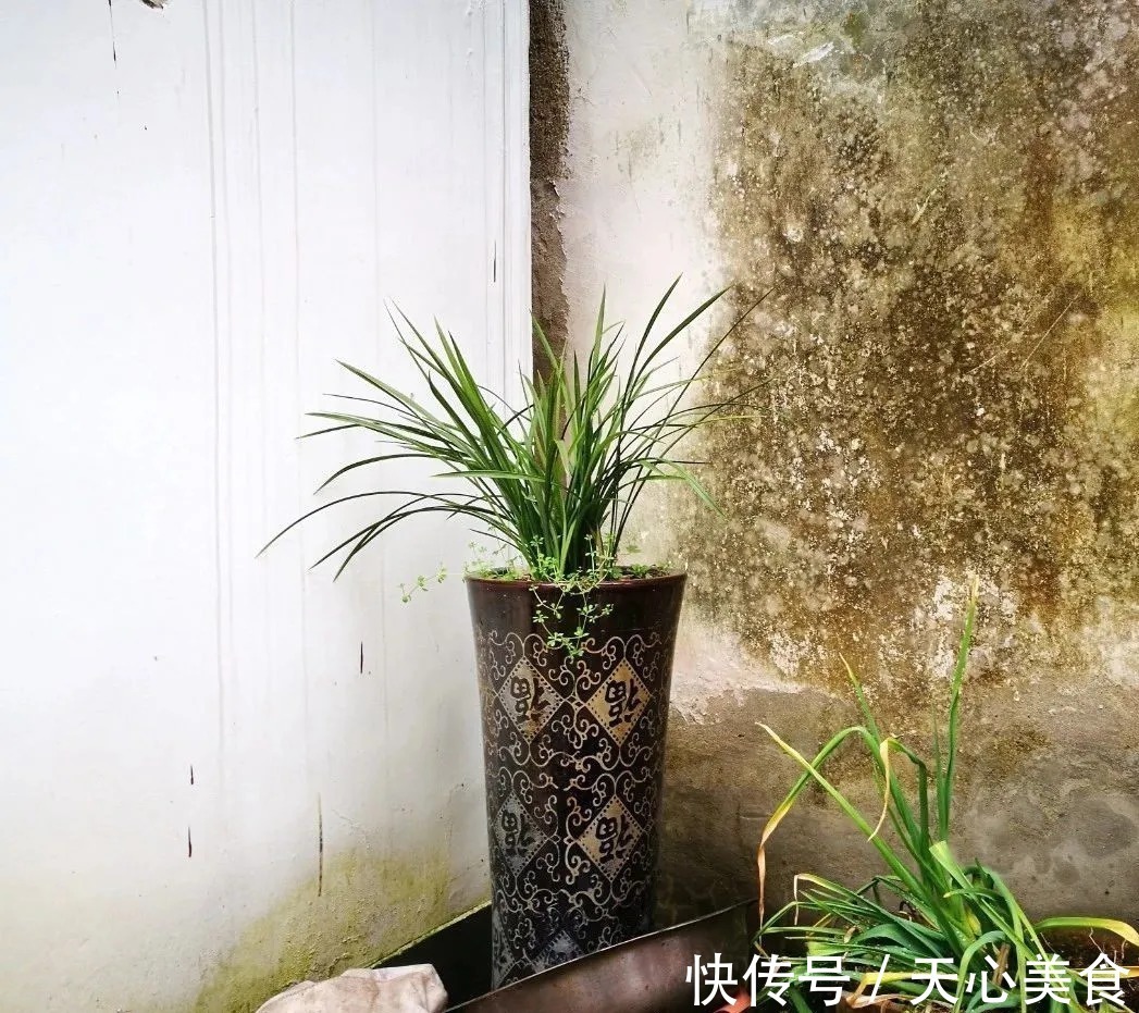 植料|春兰、蕙兰这样种植,4年不翻盆,也从没发现烂根