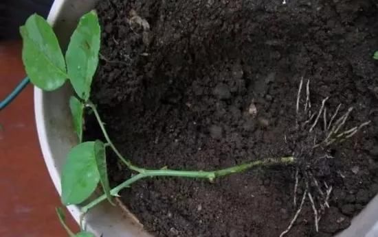  养花爱好者看过来这15种花现在“扦插”，生根快，一个周就长芽