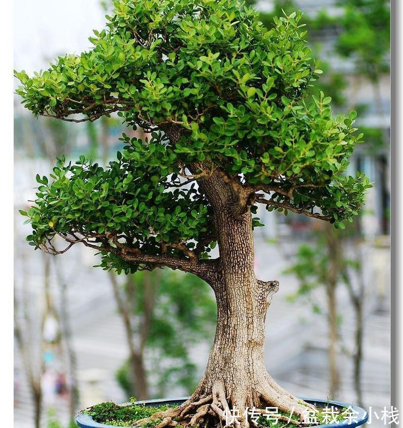 盆景|家有小院,三种树安排上,既招财还有面子