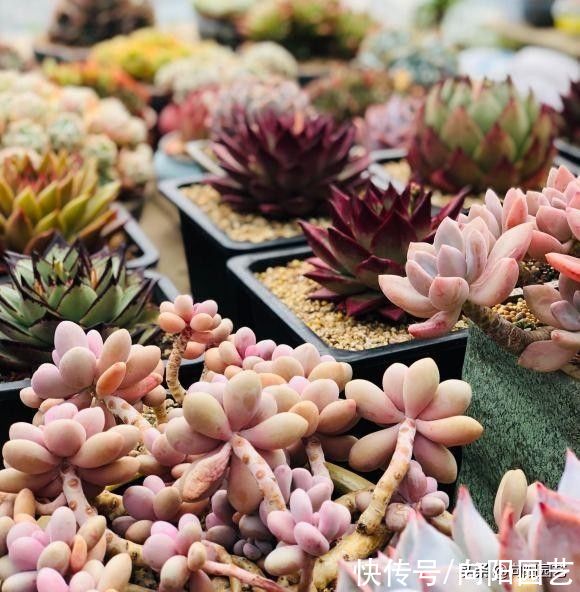 黄土种多肉，属实是“挑战”，多肉都买了，还差买点土？别抠搜