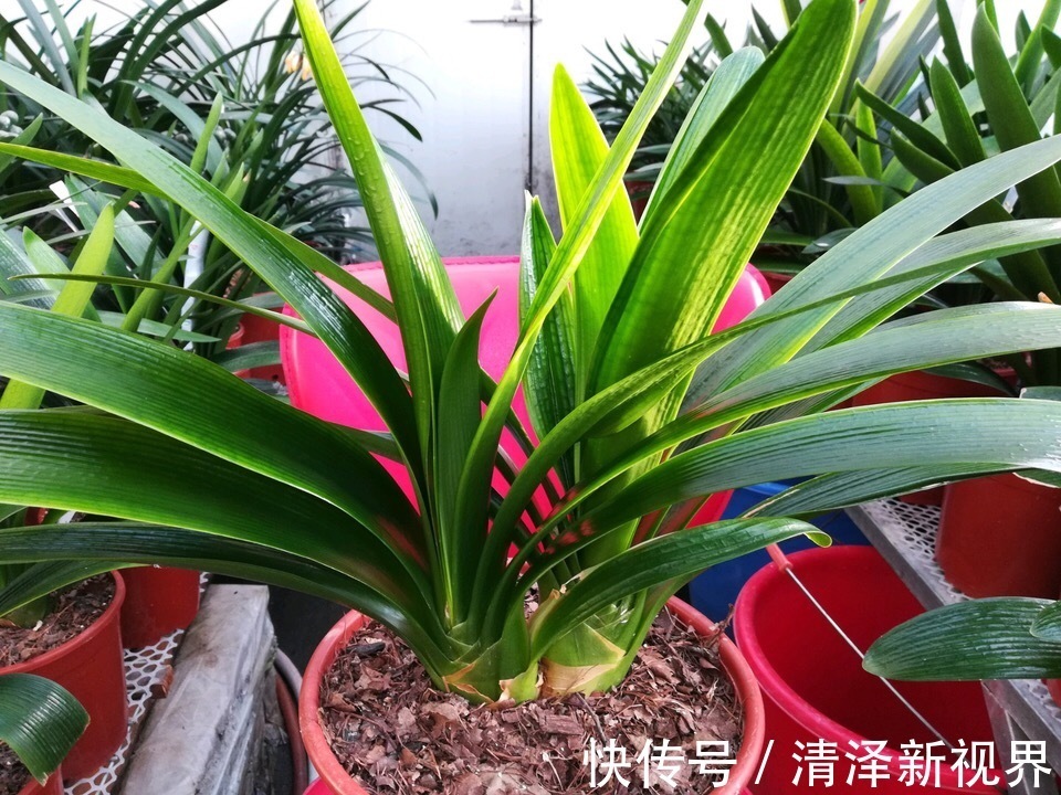 养护|养君子兰2年，不长新叶和新芽，学好5招，蹭蹭长爆盆，一学就会