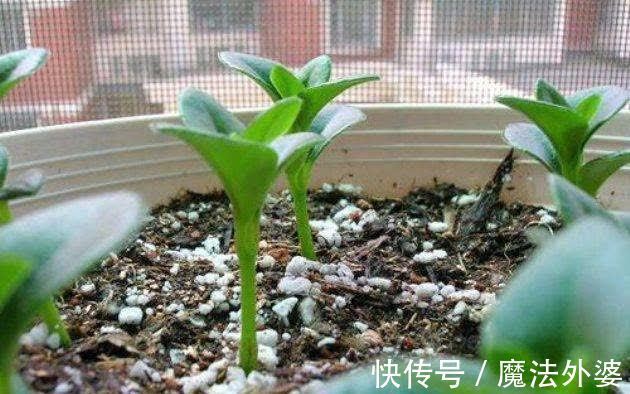 枝条|冬天“扦插”4种花,正是好时机,生根快,成活率高,容易的很