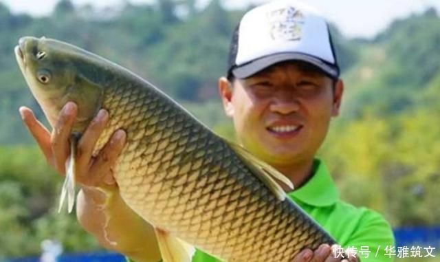 老钓手这绝招果然够狠“对付”大草鱼绰绰有余,后悔现在才知道