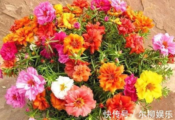 室内盆栽植物别随意，居家首选此3款，颜值高、于健康无害