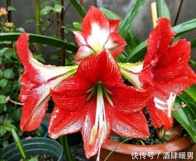 养朱顶红,这几个方面做不好,就会只长叶子不开花!