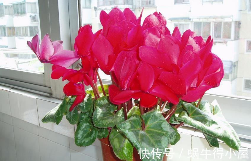 强光|养仙客来，施肥、光照、浇水，掌握住门道，开花才又多又美