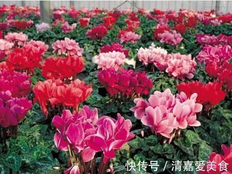 火火|过年之前,给家里养上6种花,花朵红红火火、寓意美好