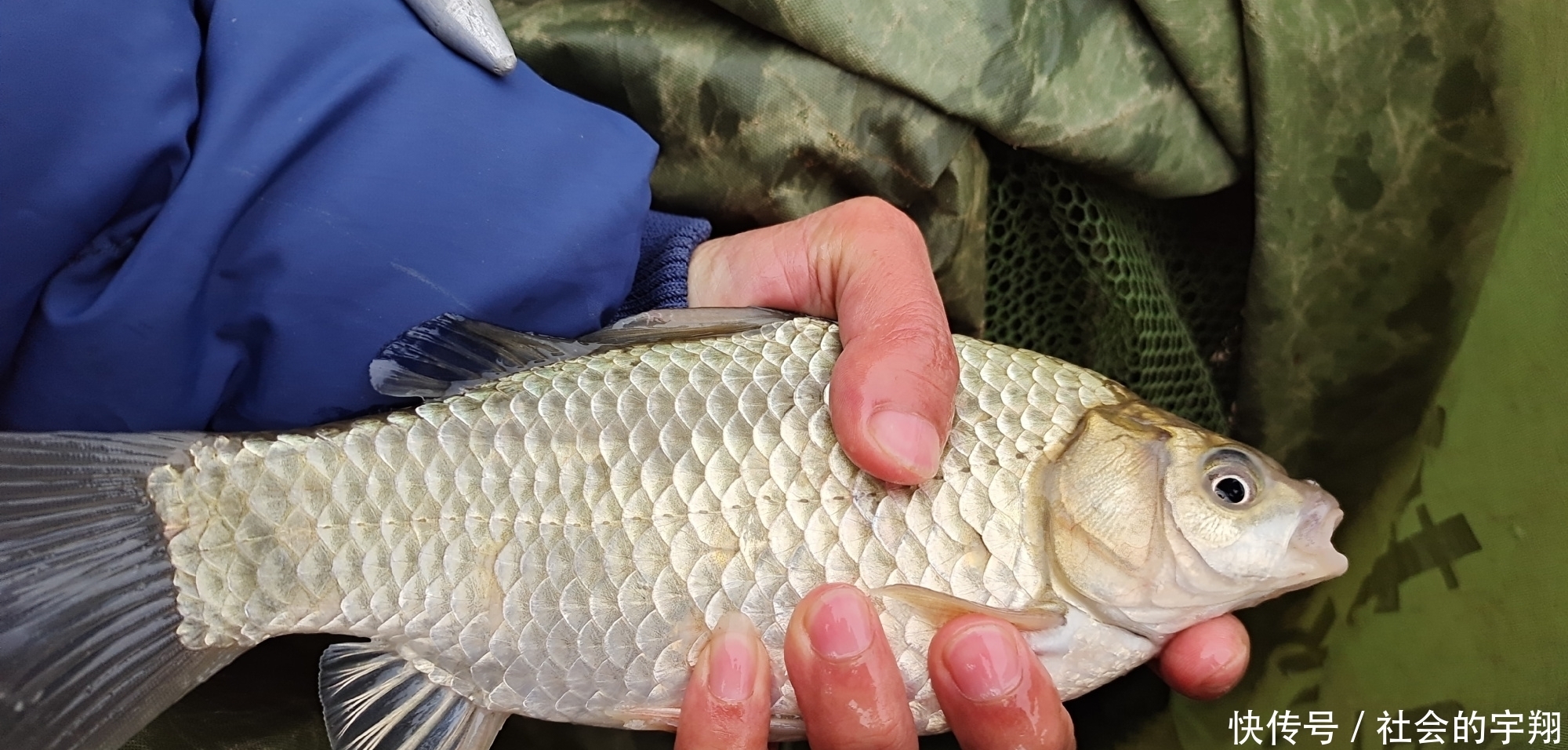 初春是钓大板鲫的“黄金季节”，找对位置用对鱼饵板鲫拉不停！