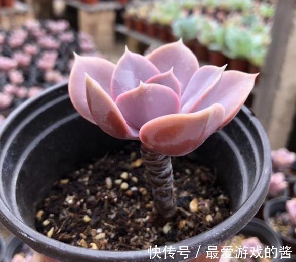 寒冬腊月,养多肉如何浇水?看看养花高手怎么说