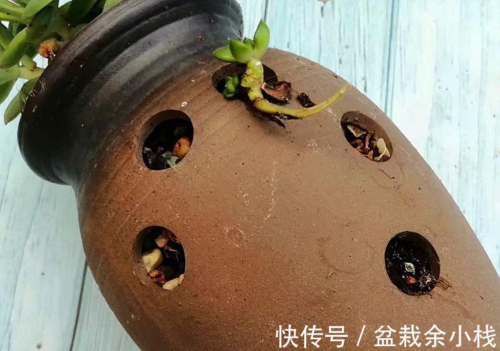新手|还是多肉新手时，做了很多古怪的事情，拿出来给肉友们当反面教材