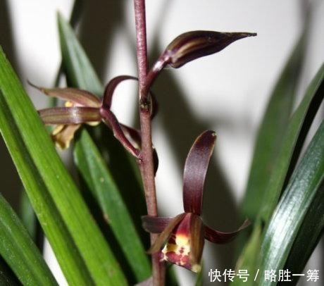 如何养护墨兰花吗快来学习一些墨兰的养护技巧吧!