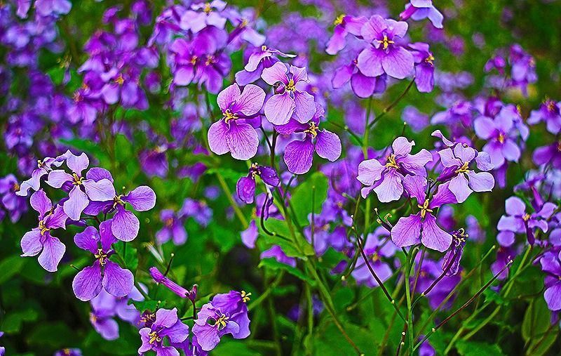 养花试试这款,紫色小花会自下而上开花非常美丽