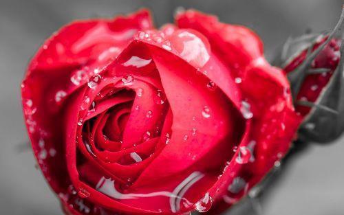 种花|4种花美得出奇,花期超级久,漂亮又好养