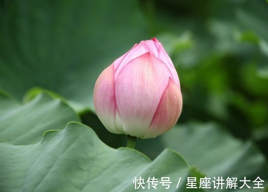 桃花朵朵|9月上旬，4属相财源滚滚，桃花朵朵，喜事接二连三