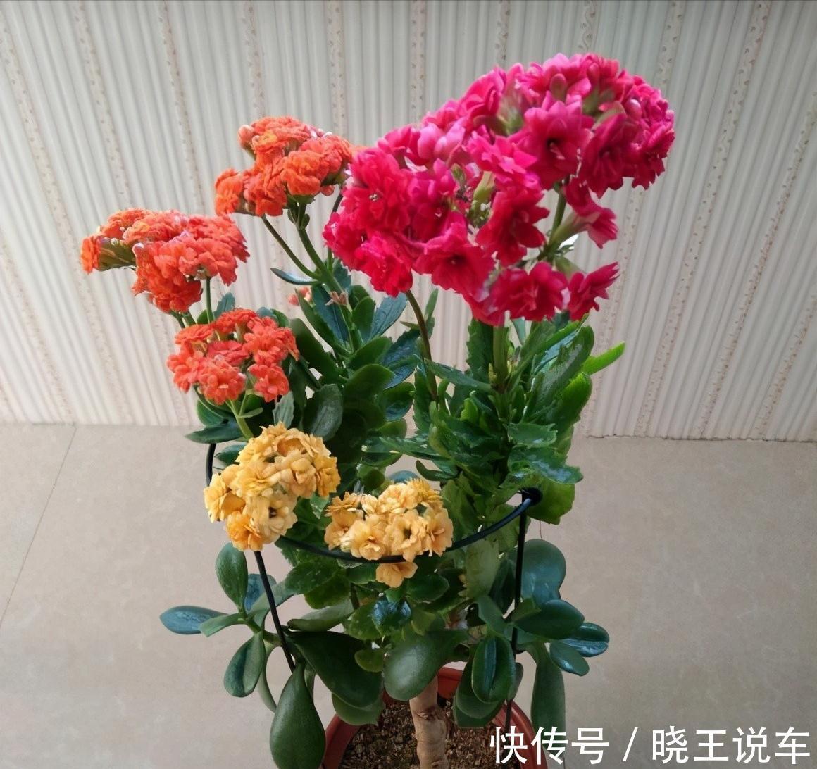 玉树砍一刀,插上长寿花,变成“长寿树”,5种花轮番开,少见