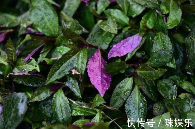 红色素|乡下一种野草，人称观音菜，价值珍贵，营养丰富，药用价值高